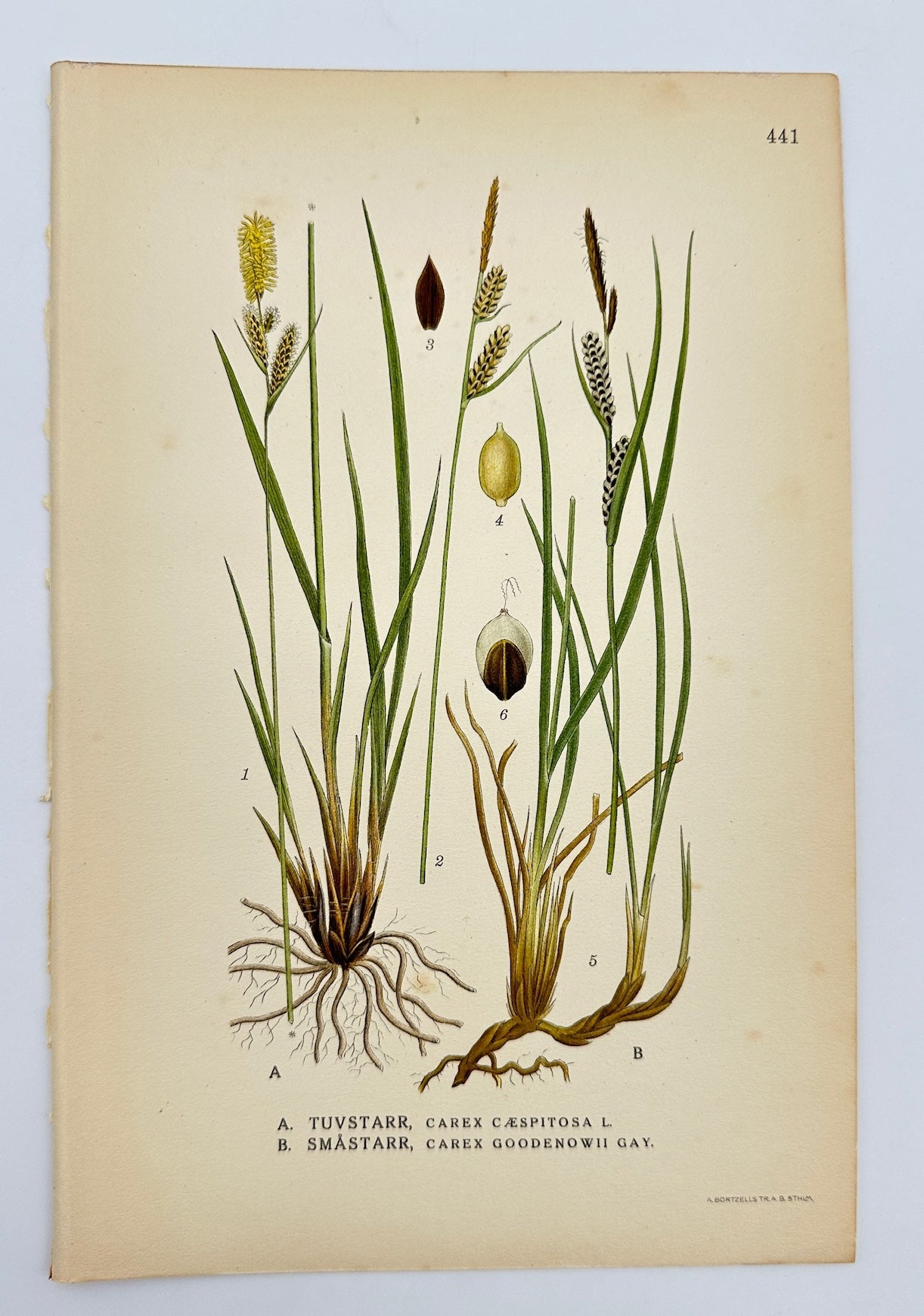 Antique Print - Carl Lindman - Goodenough's Sedge and Tufted Sedge - F4