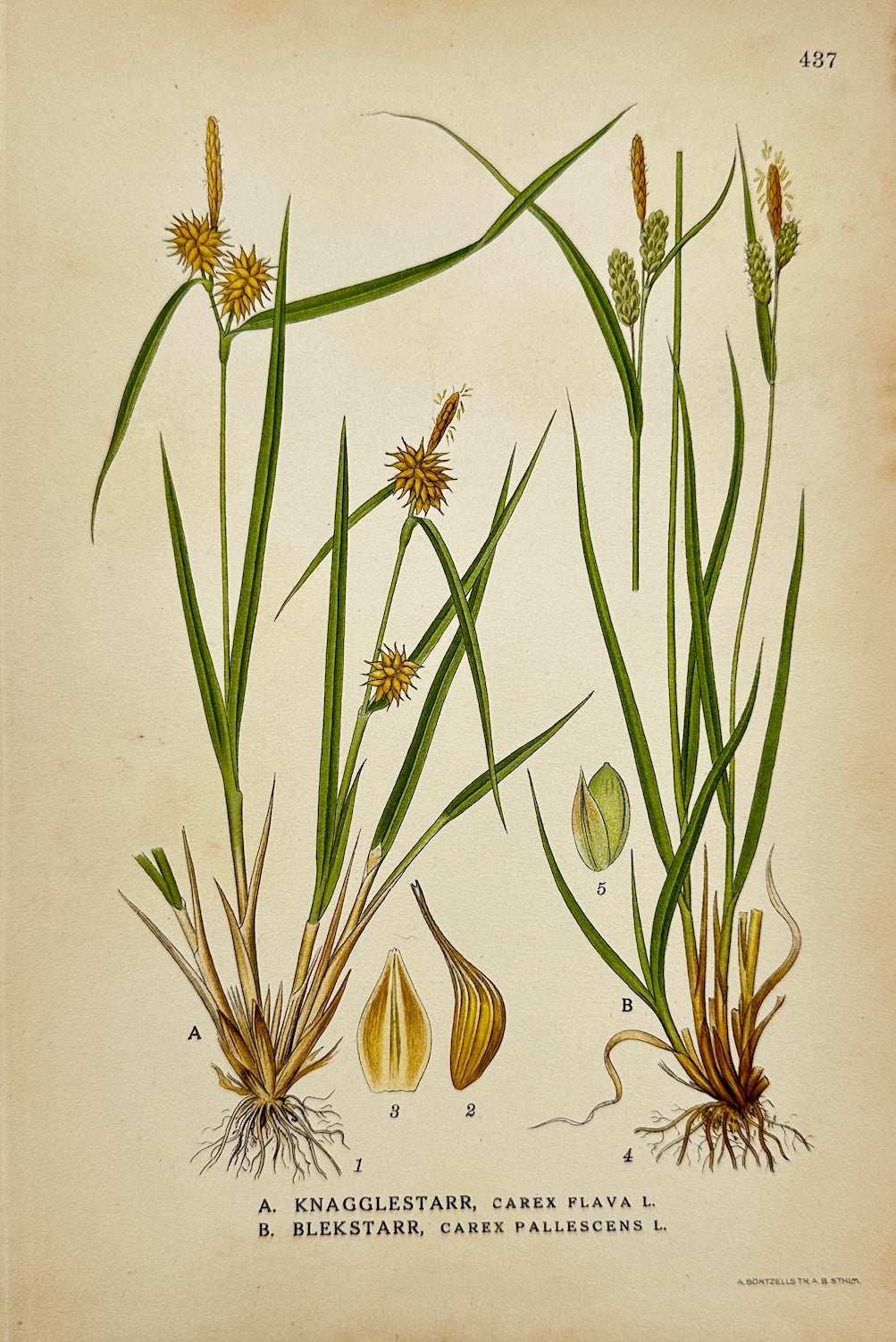 Antique Botanical Print - Carl Lindman - Yellow Sedge and Pale Sedge - F4