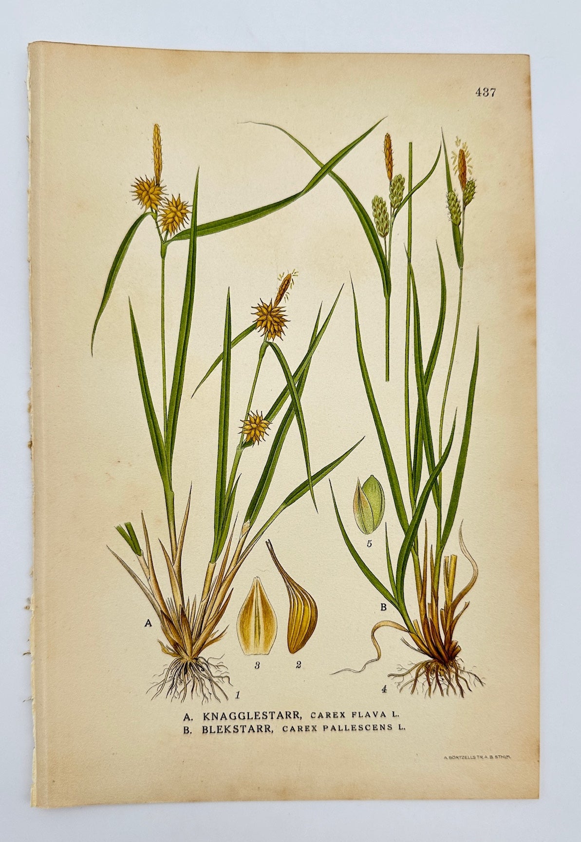 Antique Botanical Print - Carl Lindman - Yellow Sedge and Pale Sedge - F4