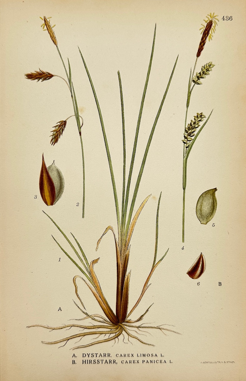 Antique Botanical Print - Carl Lindman - Mud Sedge and Carnation Sedge - F4