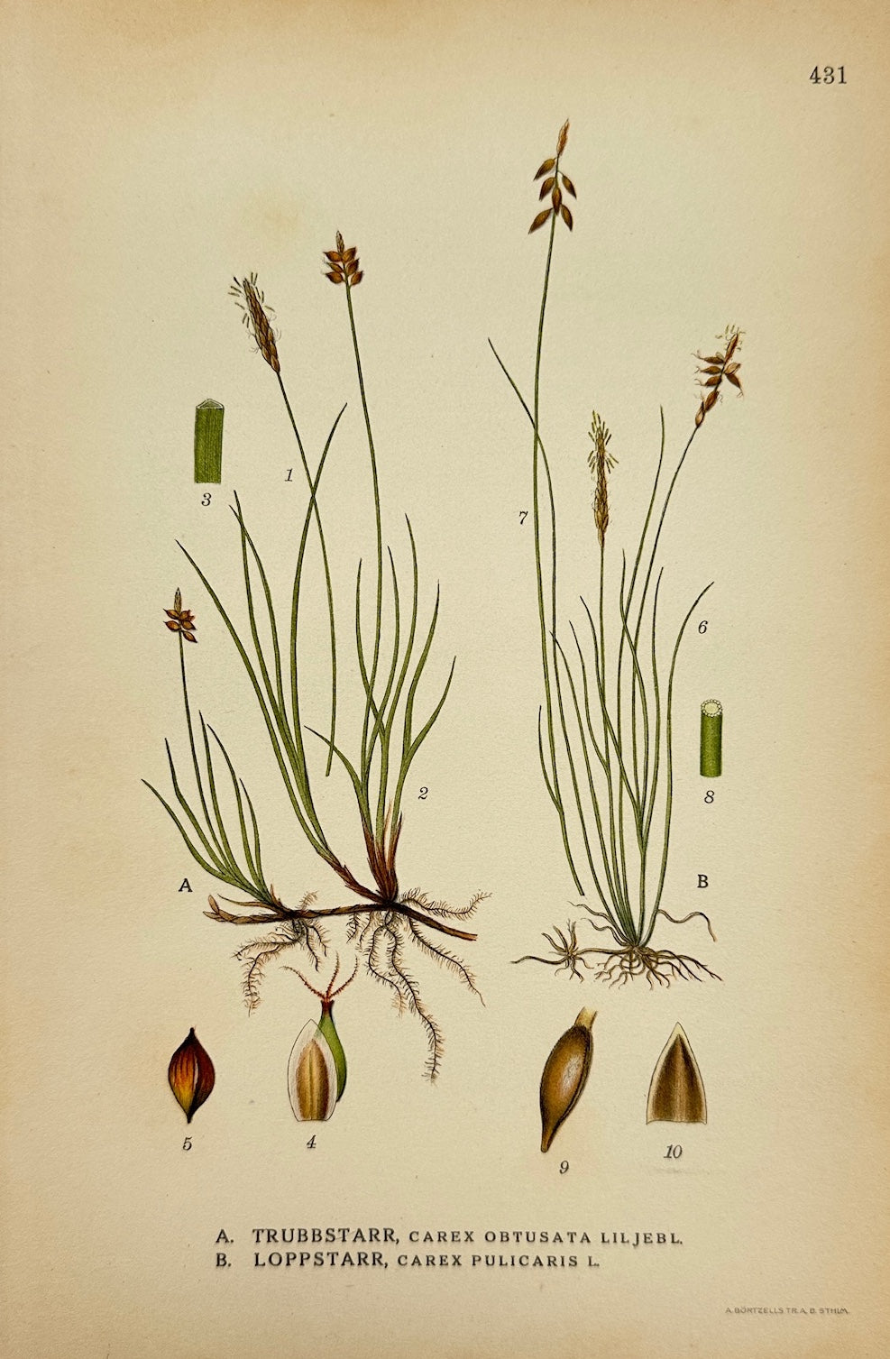 Antique Botanical Print - Carl Lindman - Blunt Star Sedge and Flea Sedge - F4