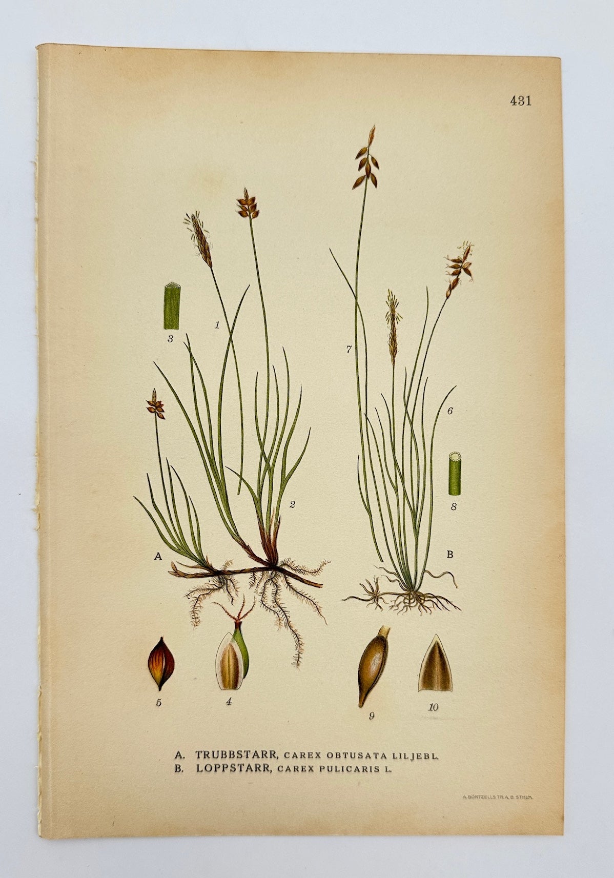 Antique Botanical Print - Carl Lindman - Blunt Star Sedge and Flea Sedge - F4