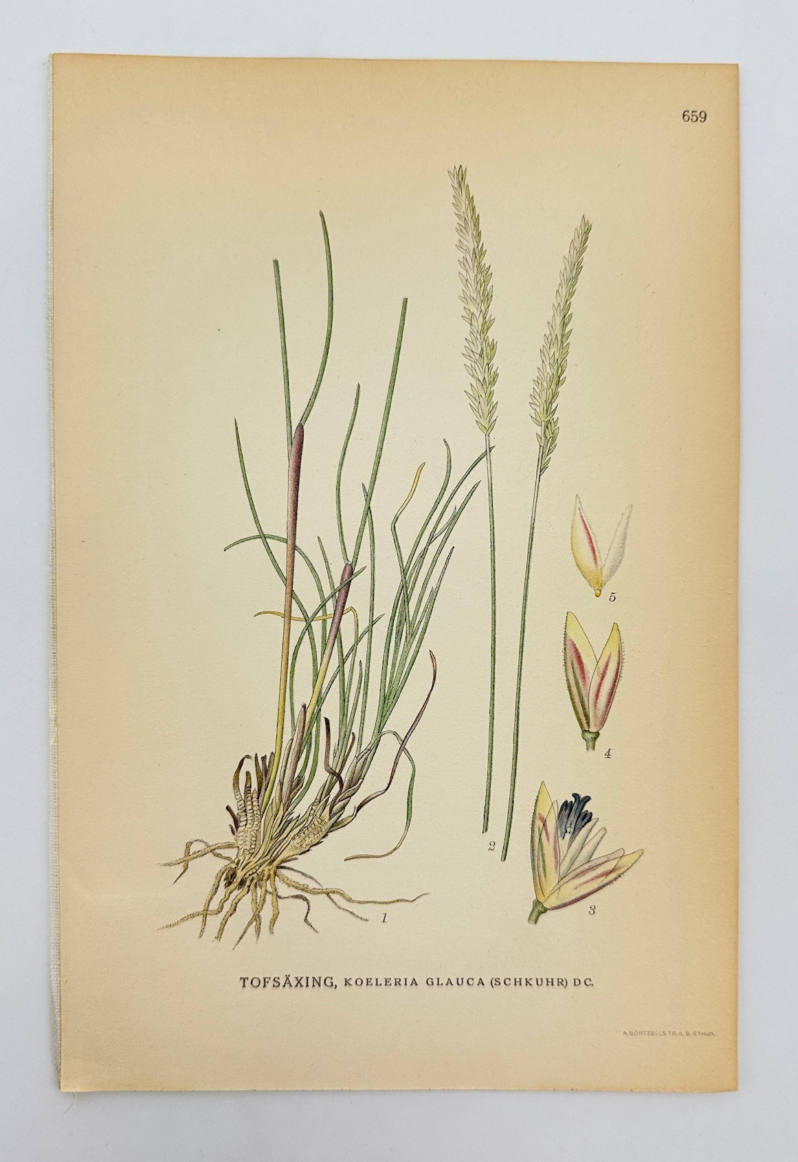 Antique Botanical Print - Carl Lindman - Blue Hair Grass - Koeleria Glauca - F4