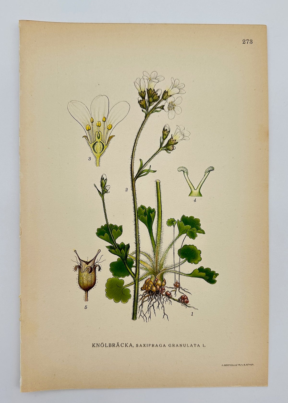 Antique Print - Carl Lindman - Meadow Saxifrage - Saxifraga Granulata - F4