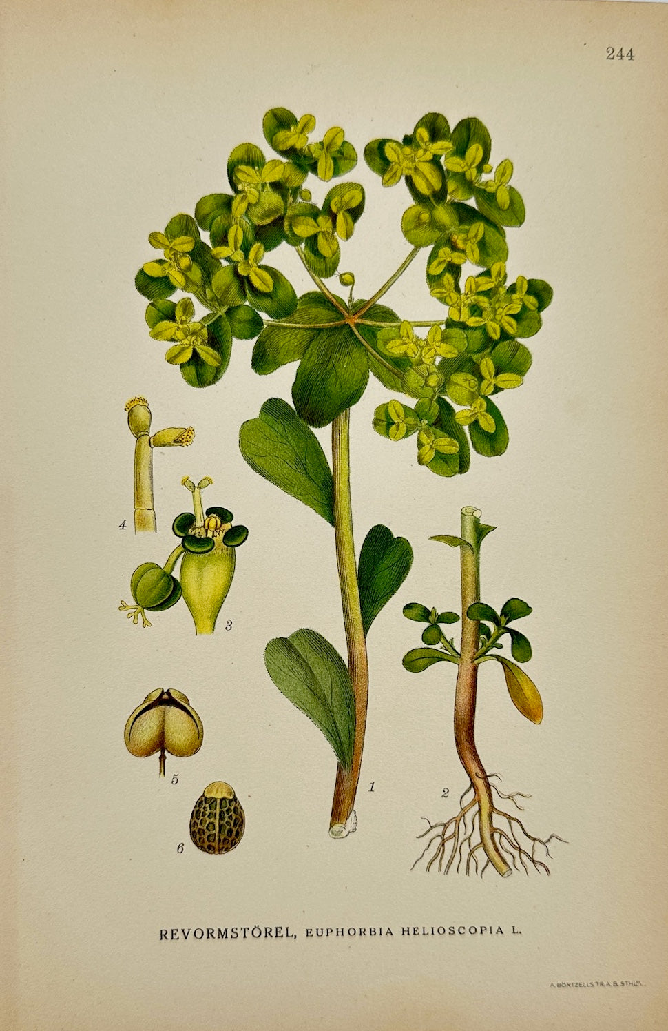 Antique Botanical Print - Carl Lindman - Sun Spurge - Euphorbia Helioscopia - F4