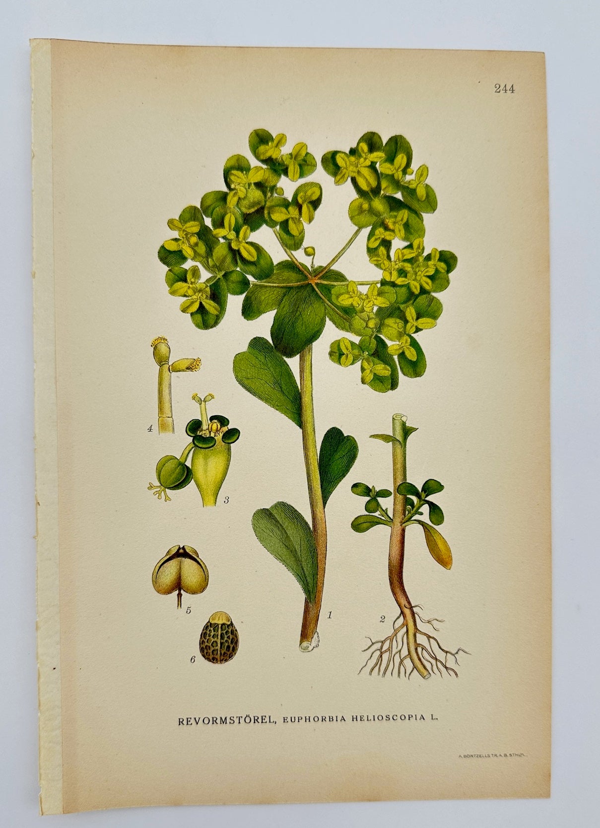 Antique Botanical Print - Carl Lindman - Sun Spurge - Euphorbia Helioscopia - F4