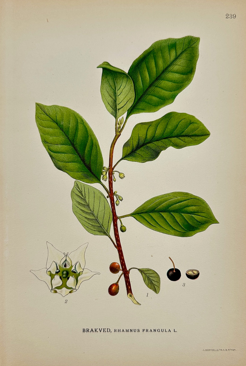 Antique Botanical Print - Carl Lindman - Alder Buckthorn - Rhamnus Frangula - F4