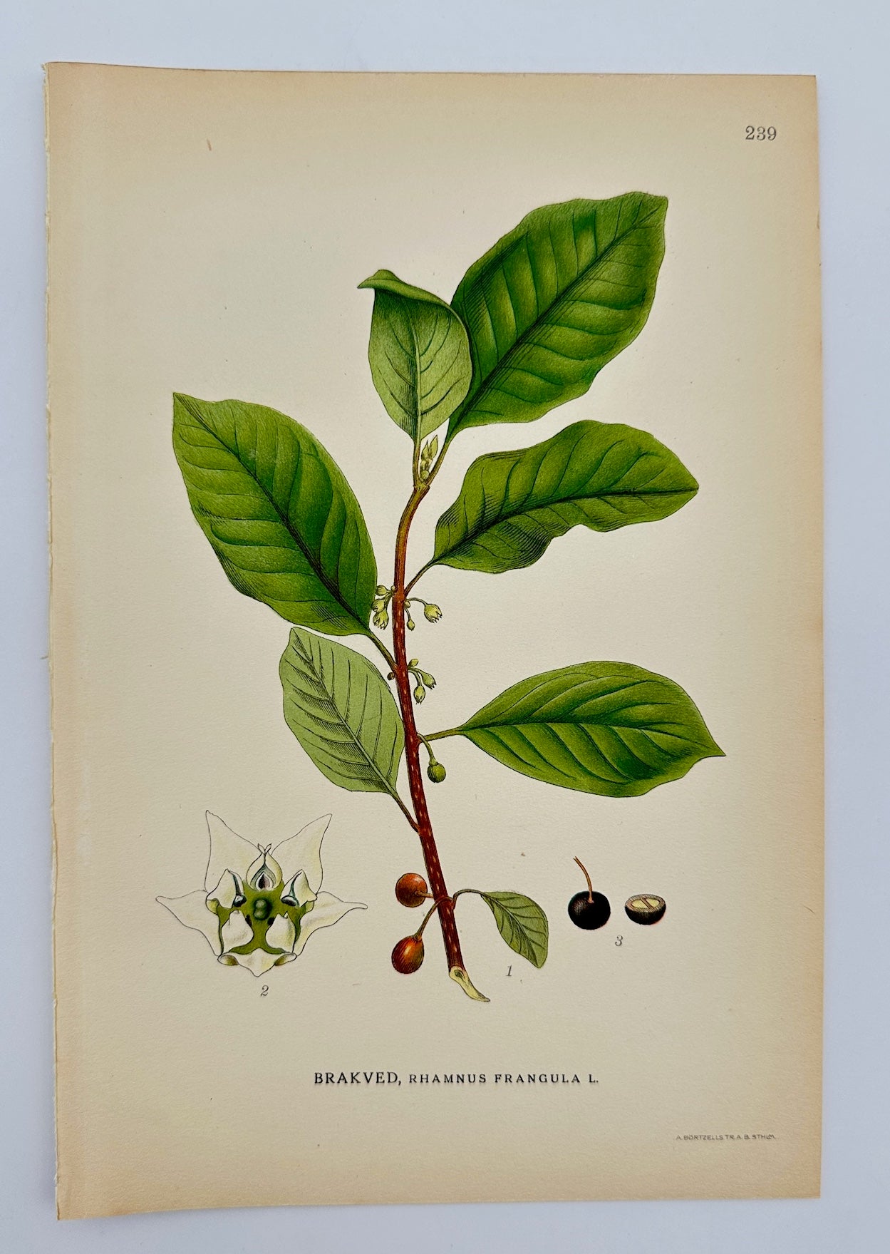 Antique Botanical Print - Carl Lindman - Alder Buckthorn - Rhamnus Frangula - F4