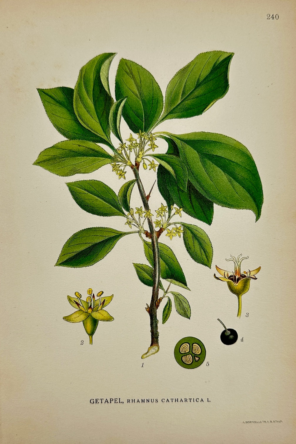 Antique Print - Carl Lindman - Common Buckthorn - Rhamnus Cathartica - F4