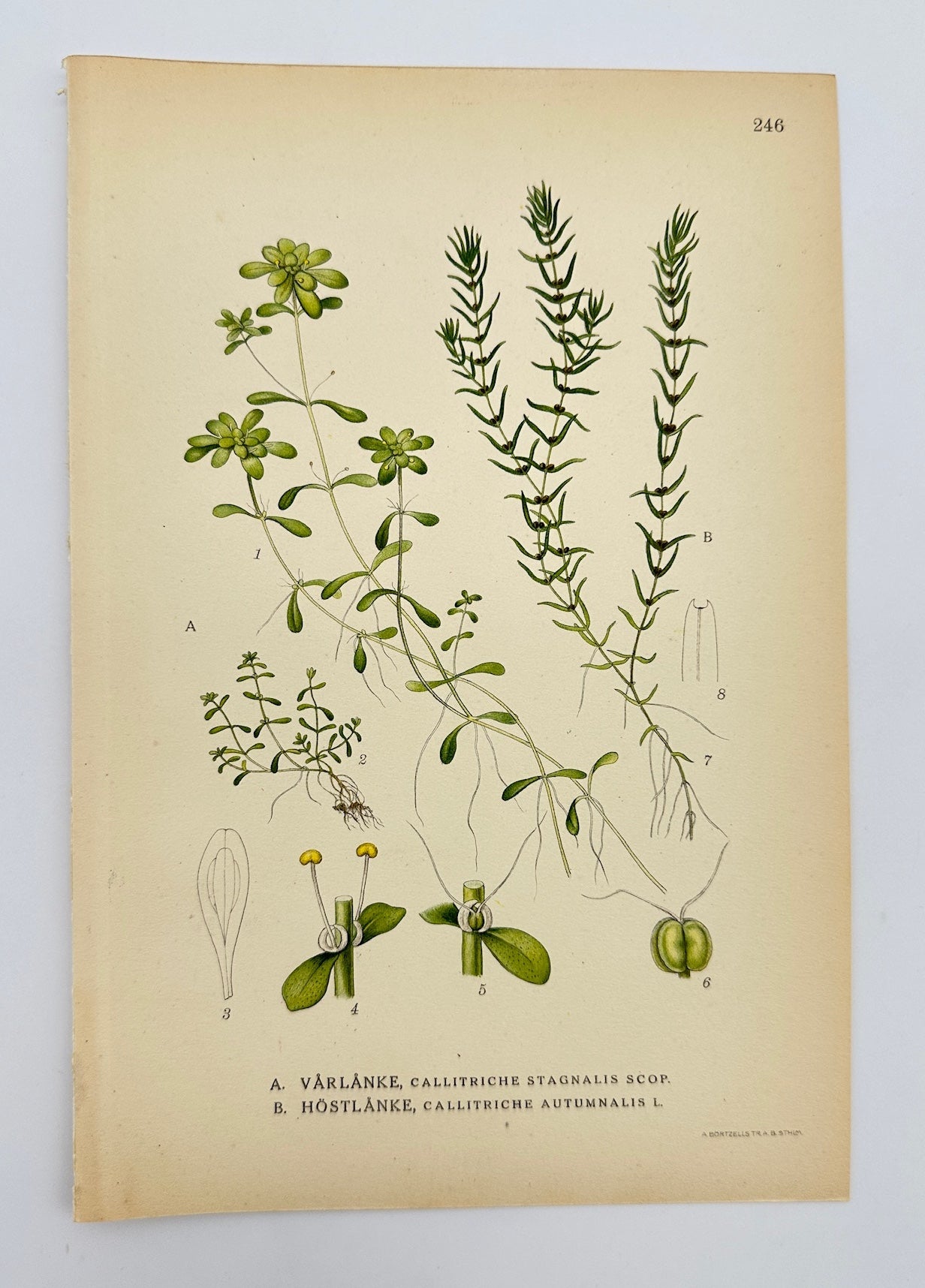 Antique Print - Lindman - Common Water-Starwort and Autumnal Water-Starwort - F4