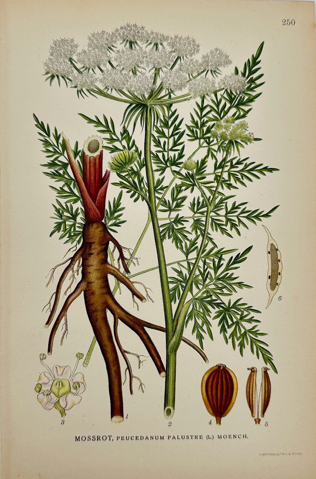 Antique Print - Carl Lindman - Marsh Angelica - Peucedanum Palustre - F4