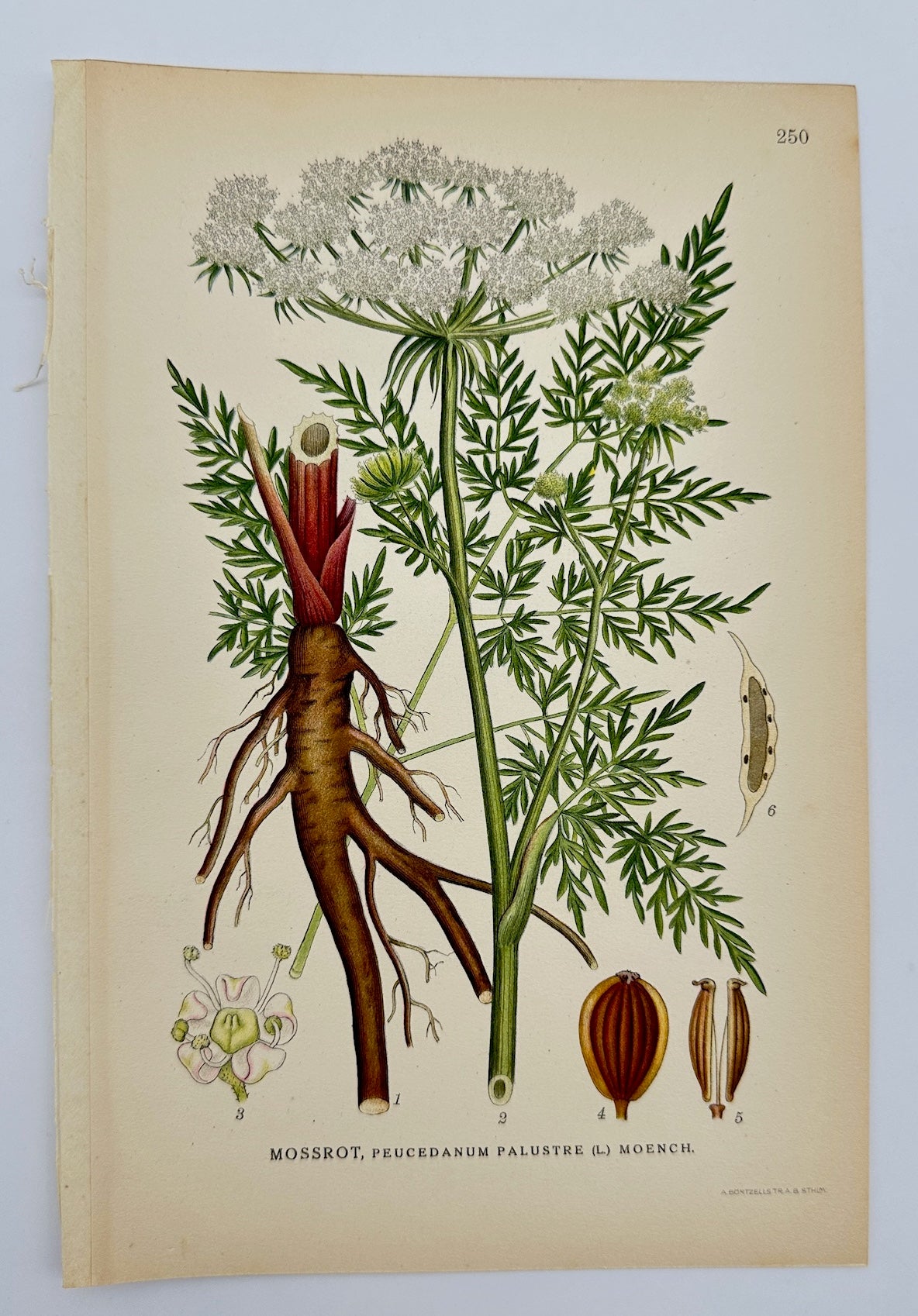 Antique Print - Carl Lindman - Marsh Angelica - Peucedanum Palustre - F4