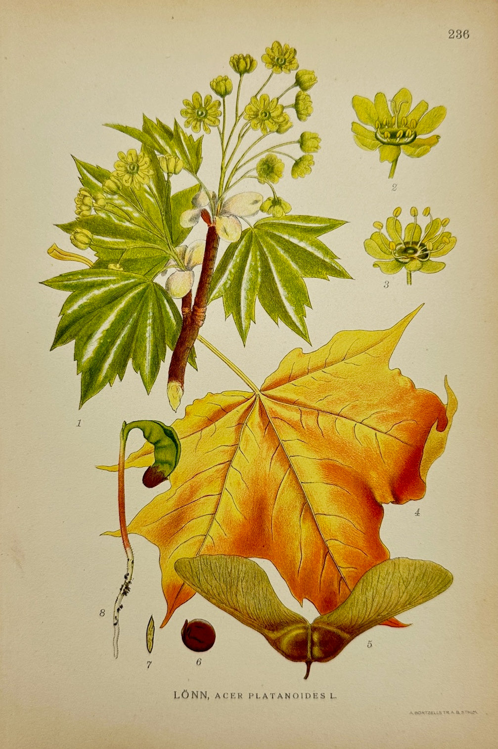 Antique Botanical Print - Carl Lindman - Norway Maple - Acer Platanoides - F4