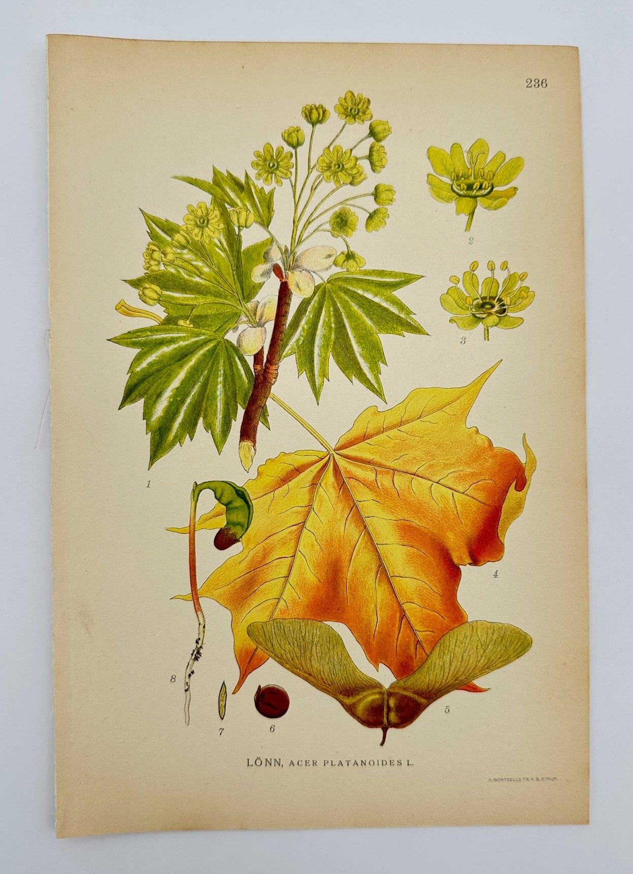 Antique Botanical Print - Carl Lindman - Norway Maple - Acer Platanoides - F4