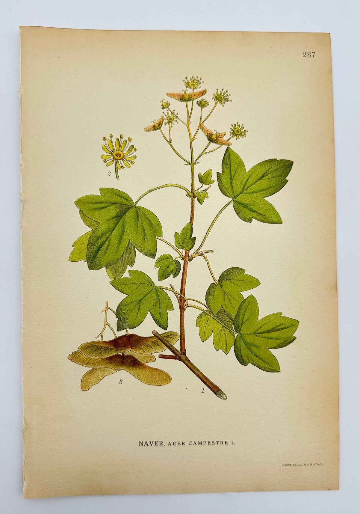 Antique Botanical Print - Carl Lindman - Field Maple - Acer Campestre - F4