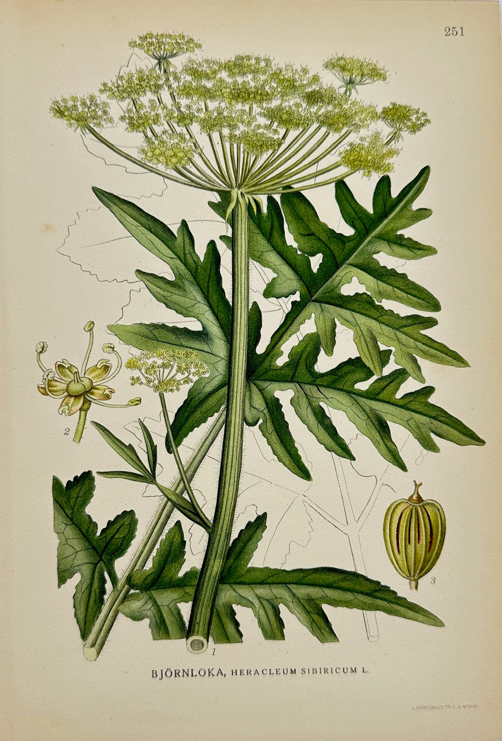 Antique Print - Carl Lindman - Siberian Hogweed - Heracleum Sibiricum - F4