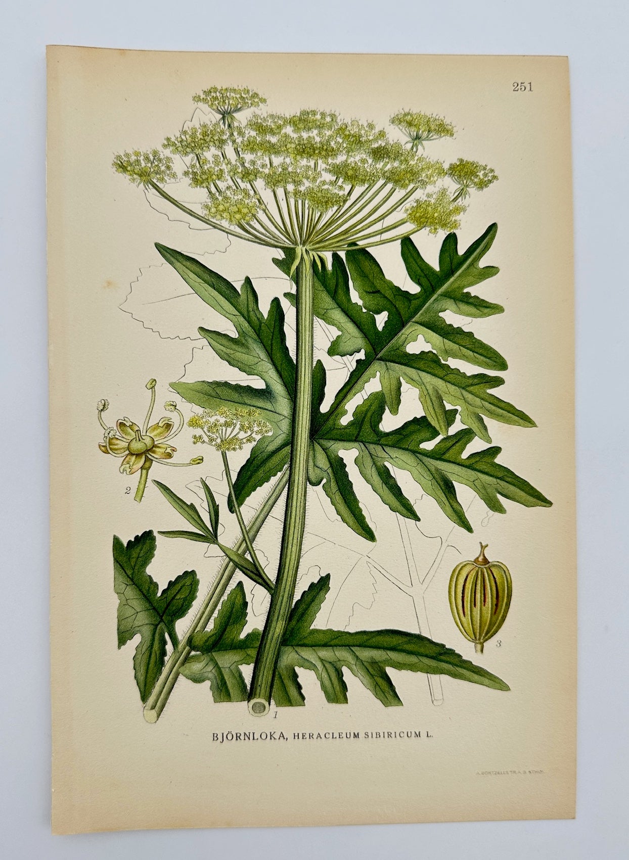 Antique Print - Carl Lindman - Siberian Hogweed - Heracleum Sibiricum - F4