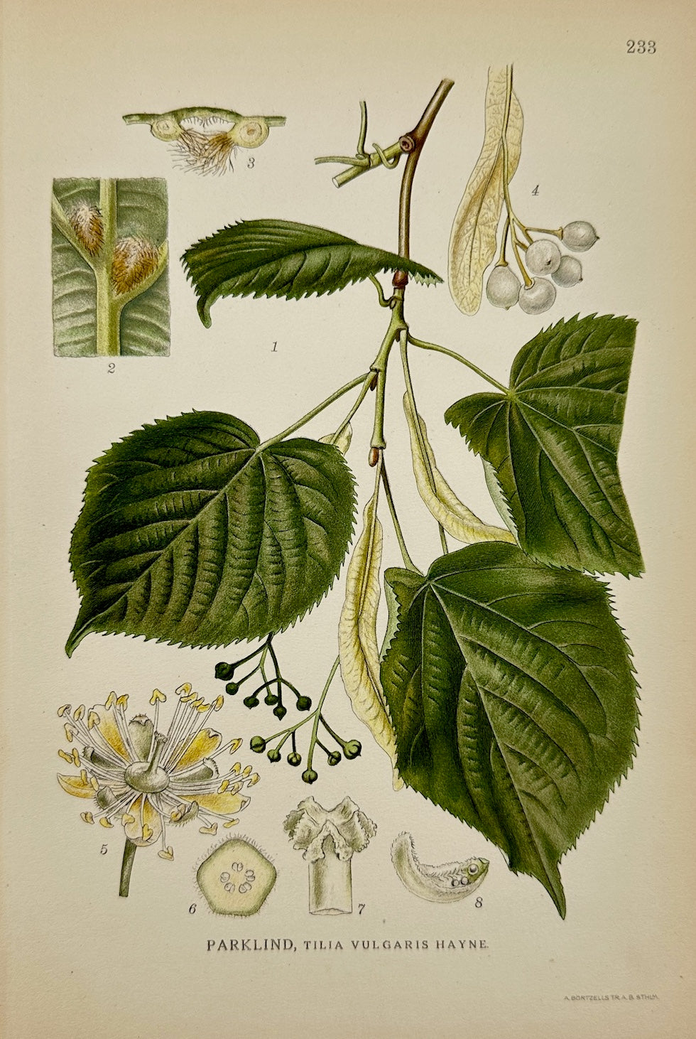 Antique Botanical Print - Carl Lindman - Common Lime - Tilia Vulgaris - F4