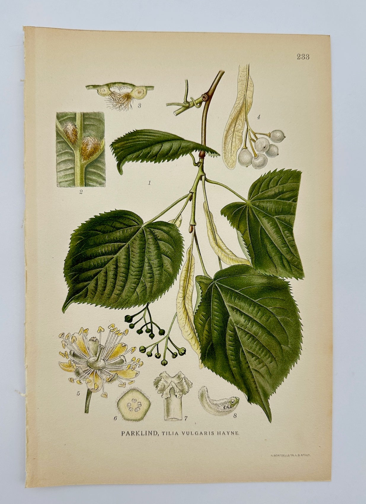 Antique Botanical Print - Carl Lindman - Common Lime - Tilia Vulgaris - F4