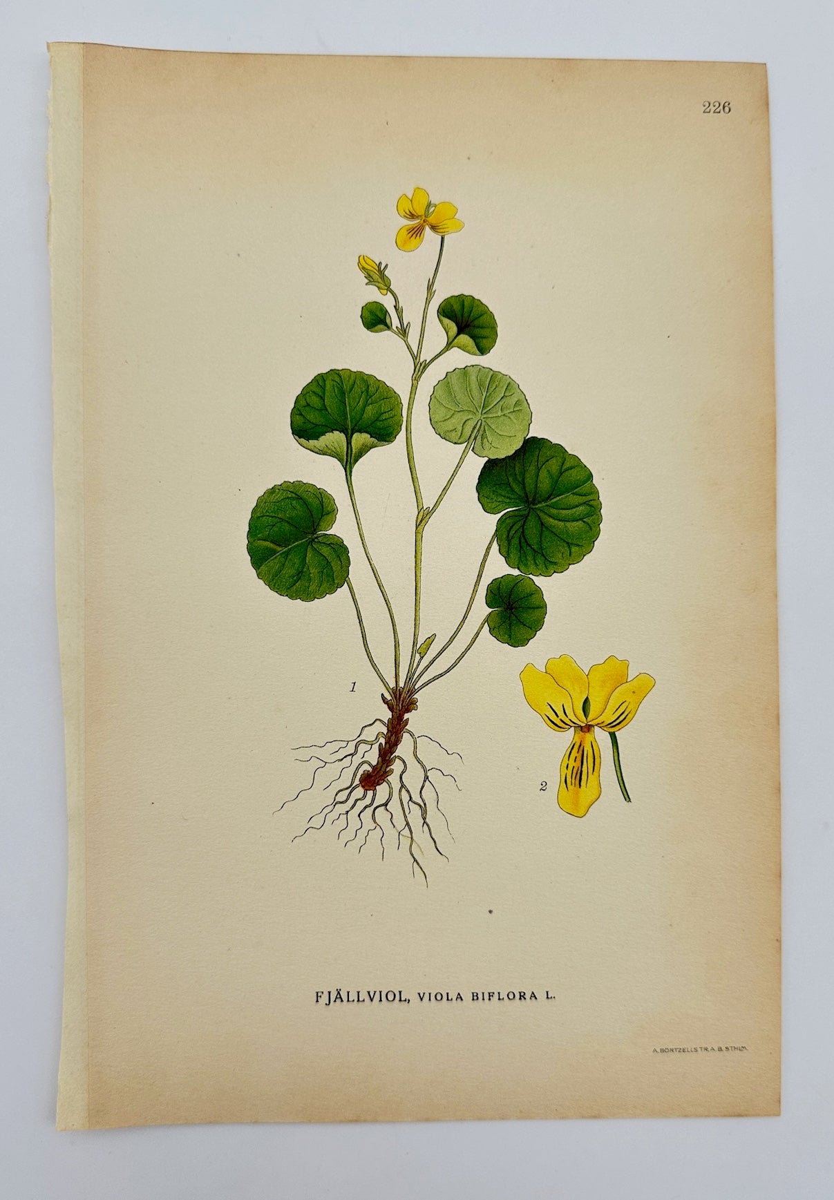 Antique Print - Carl Lindman - Alpine Yellow Violet - Viola Biflora - F4