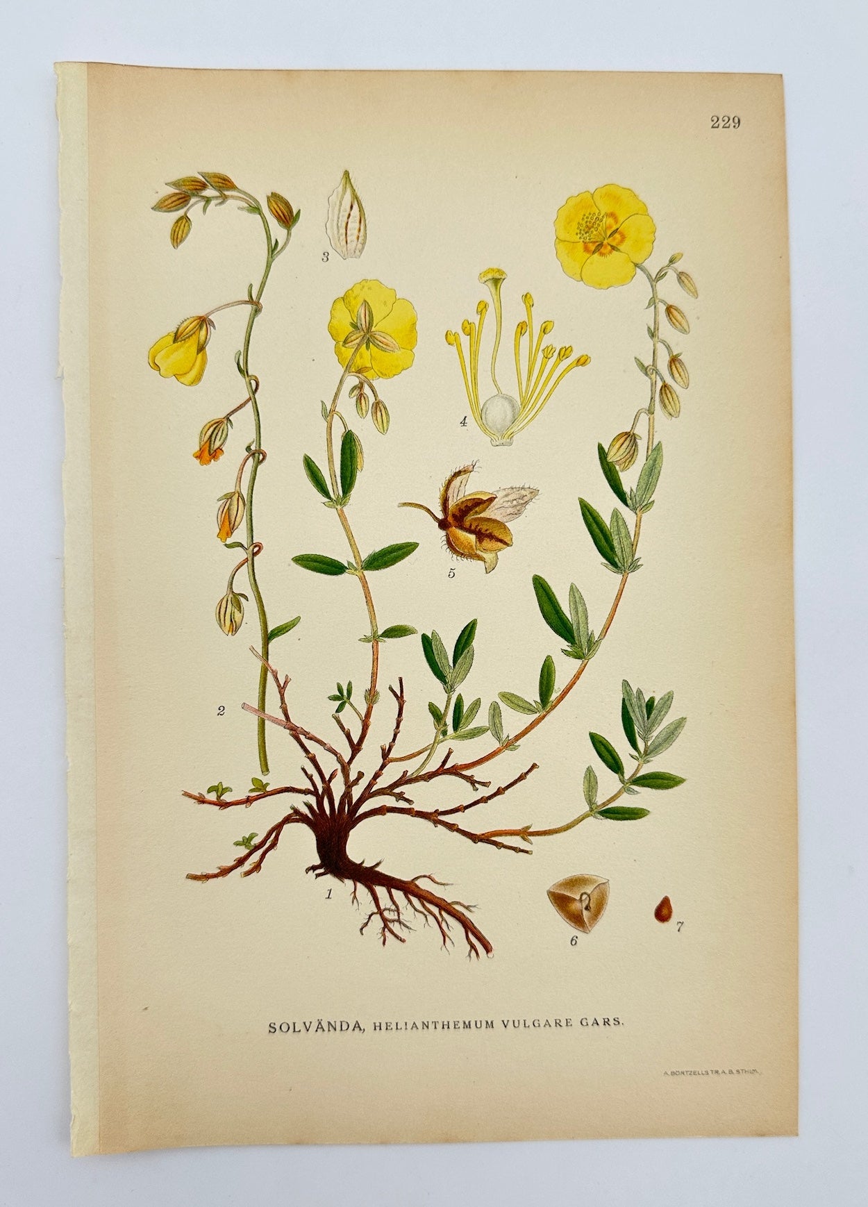 Antique Botanical Print - Carl Lindman - Common Rock-rose - Viola Biflora - F4