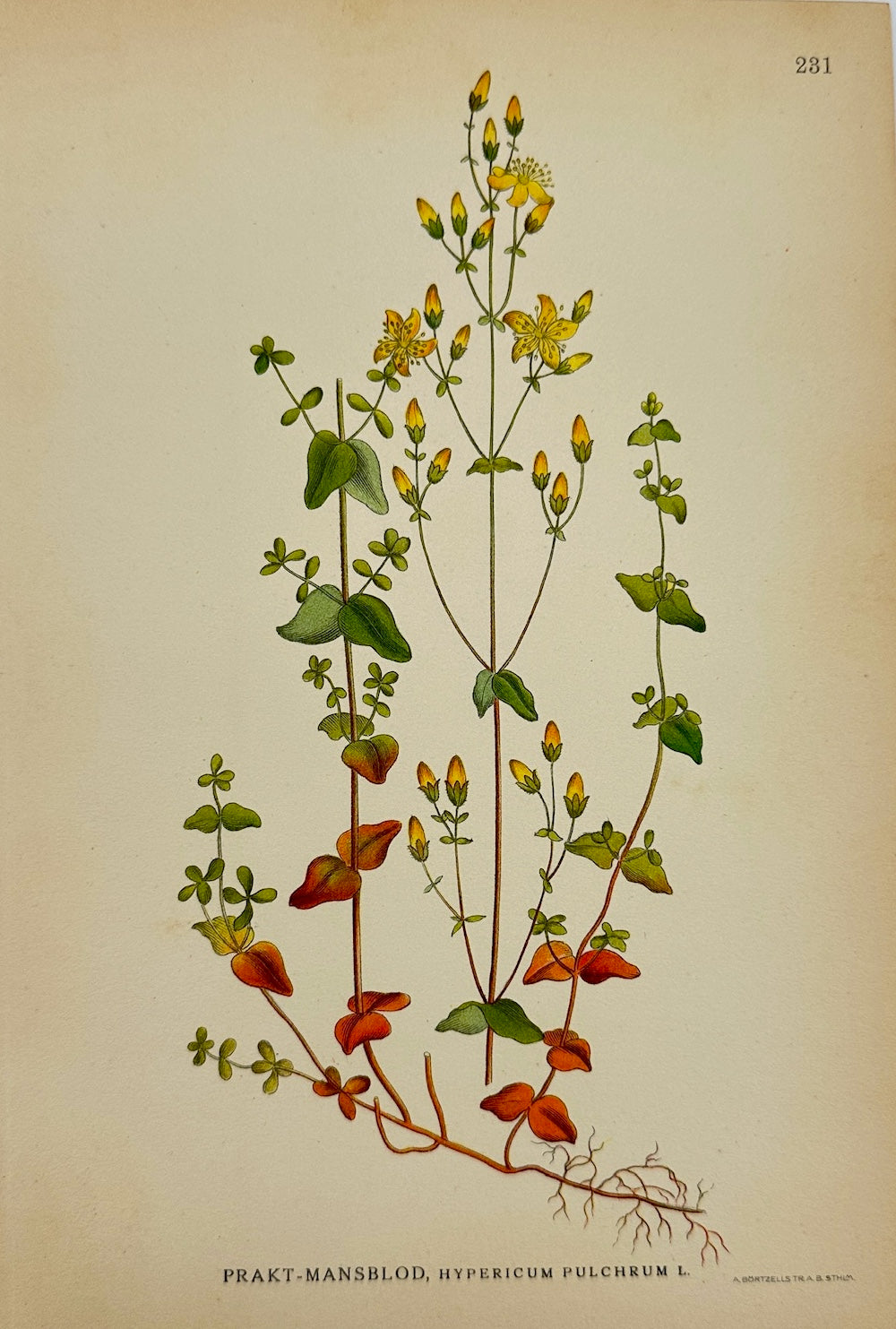 Antique Botanical Print - Slender St. John's Wort - Hypericum Pulchrum - F4