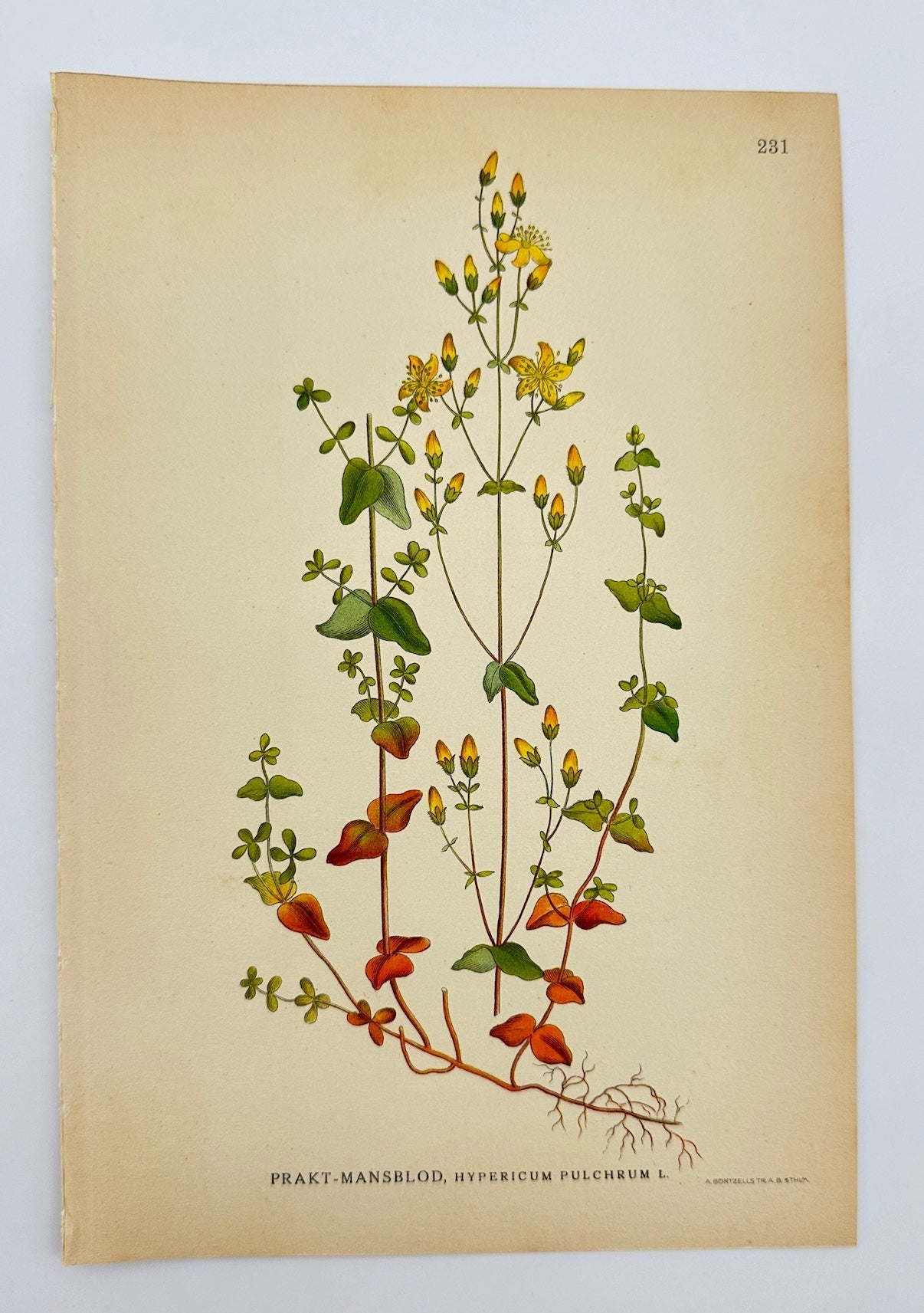 Antique Botanical Print - Slender St. John's Wort - Hypericum Pulchrum - F4