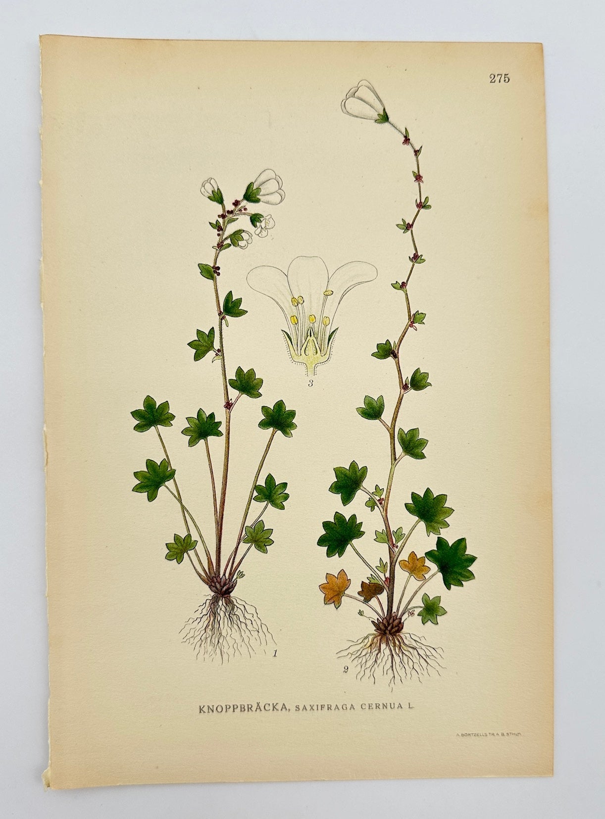 Antique Print - Carl Lindman - Starry Saxifrage - Saxifraga Cernua - F4