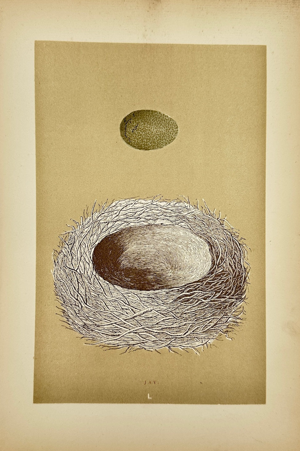 Antique Bird Egg Print - Francis Orpen Morris - Wood Lark Nest - F2