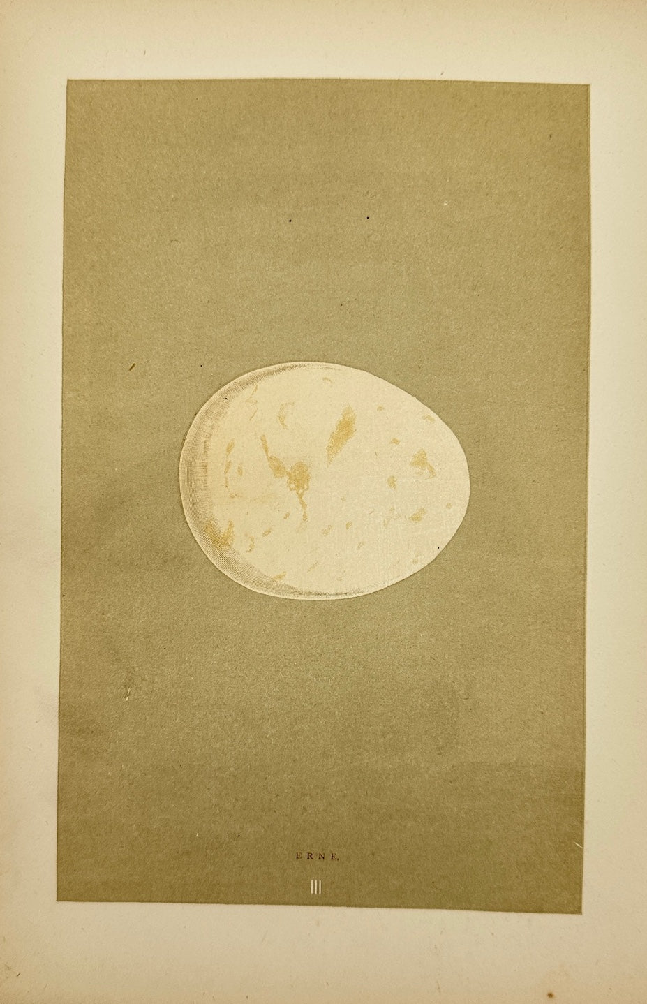 Antique Bird Egg Print - Francis Orpen Morris - Erne - Haliaeetus Albicilla - F2