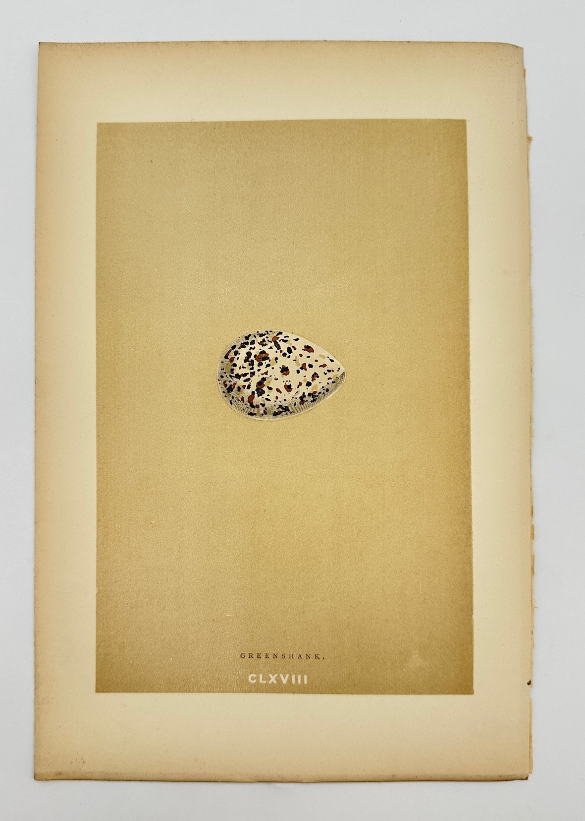 Antique Bird Egg Print - Francis Morris - Greenshank - Tringa Nebularia - F2