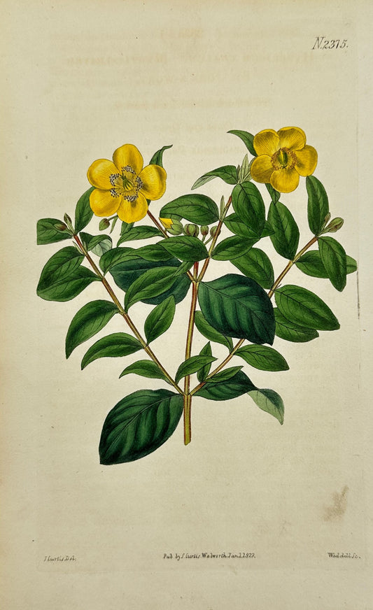 Antique Botanical Print - John Sims - Hypericum uralum - United Kingdom - F4