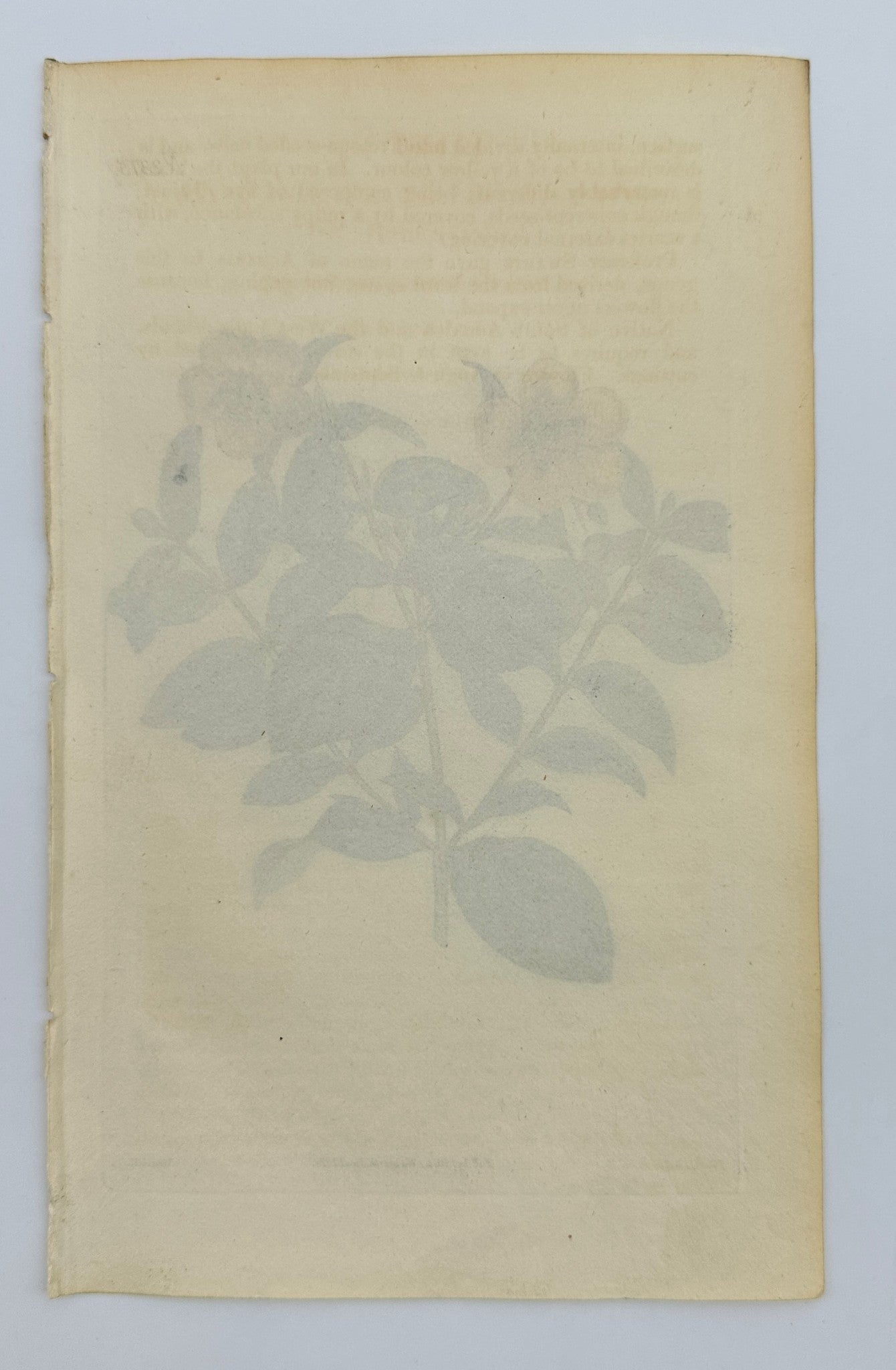 Antique Botanical Print - John Sims - Hypericum uralum - United Kingdom - F4