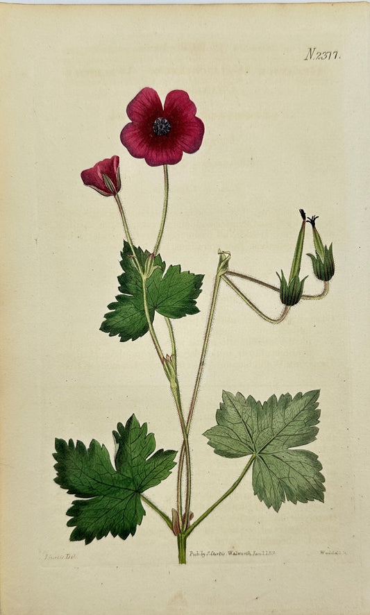 Antique Botanical Print - John Sims - Bloody cranesbill geranium - England - F4