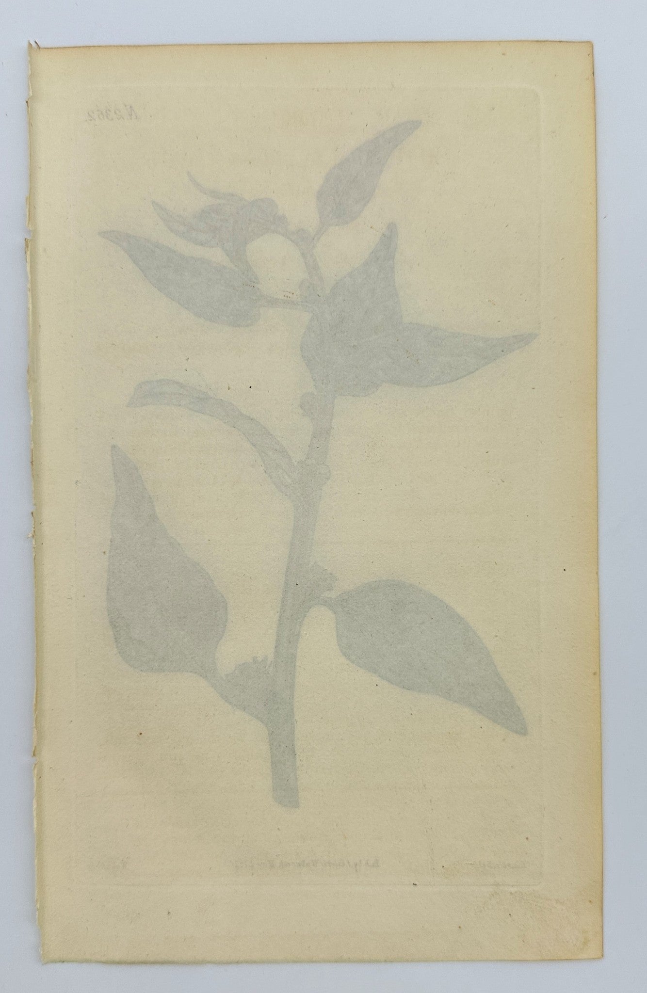 Antique Botanical Print - John Sims - Eastern Pellitory - United Kingdom - F4