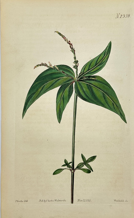 Antique Botanical Print - John Sims - Spigelia - United Kingdom - London - F4