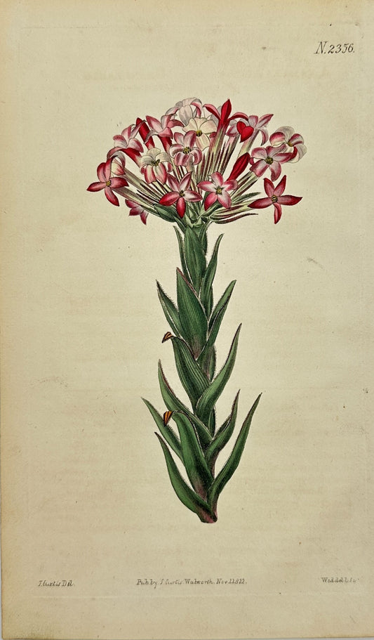 Antique Botanical Print - John Sims - Red crassula - United Kingdom - F4