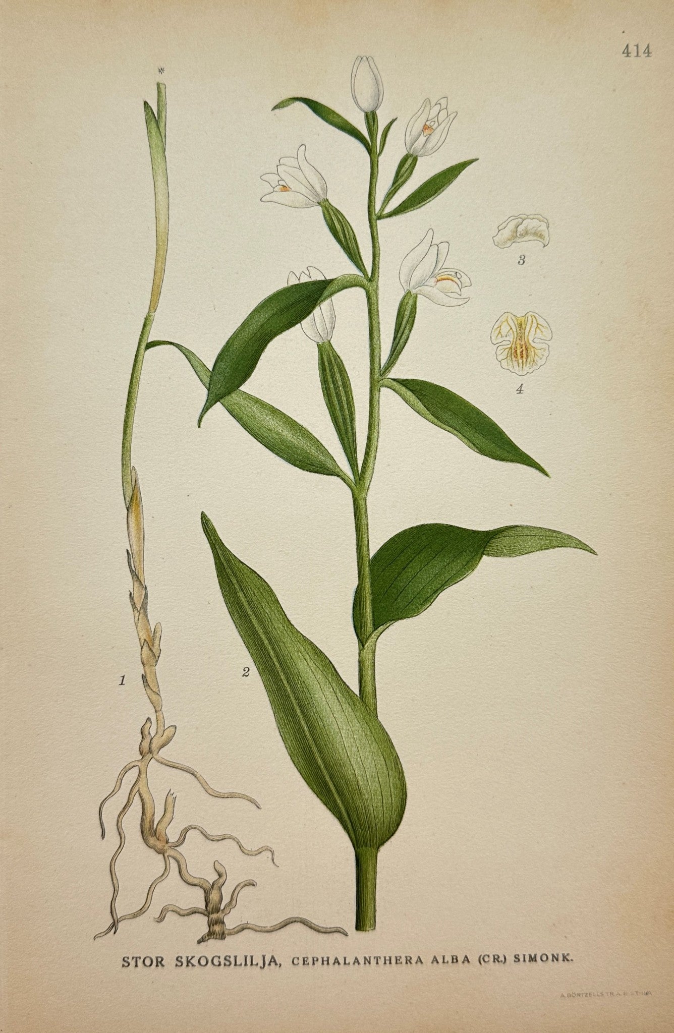 Antique Botanical Print - Cephalanthera Alba - Greater White Helleborine - F4