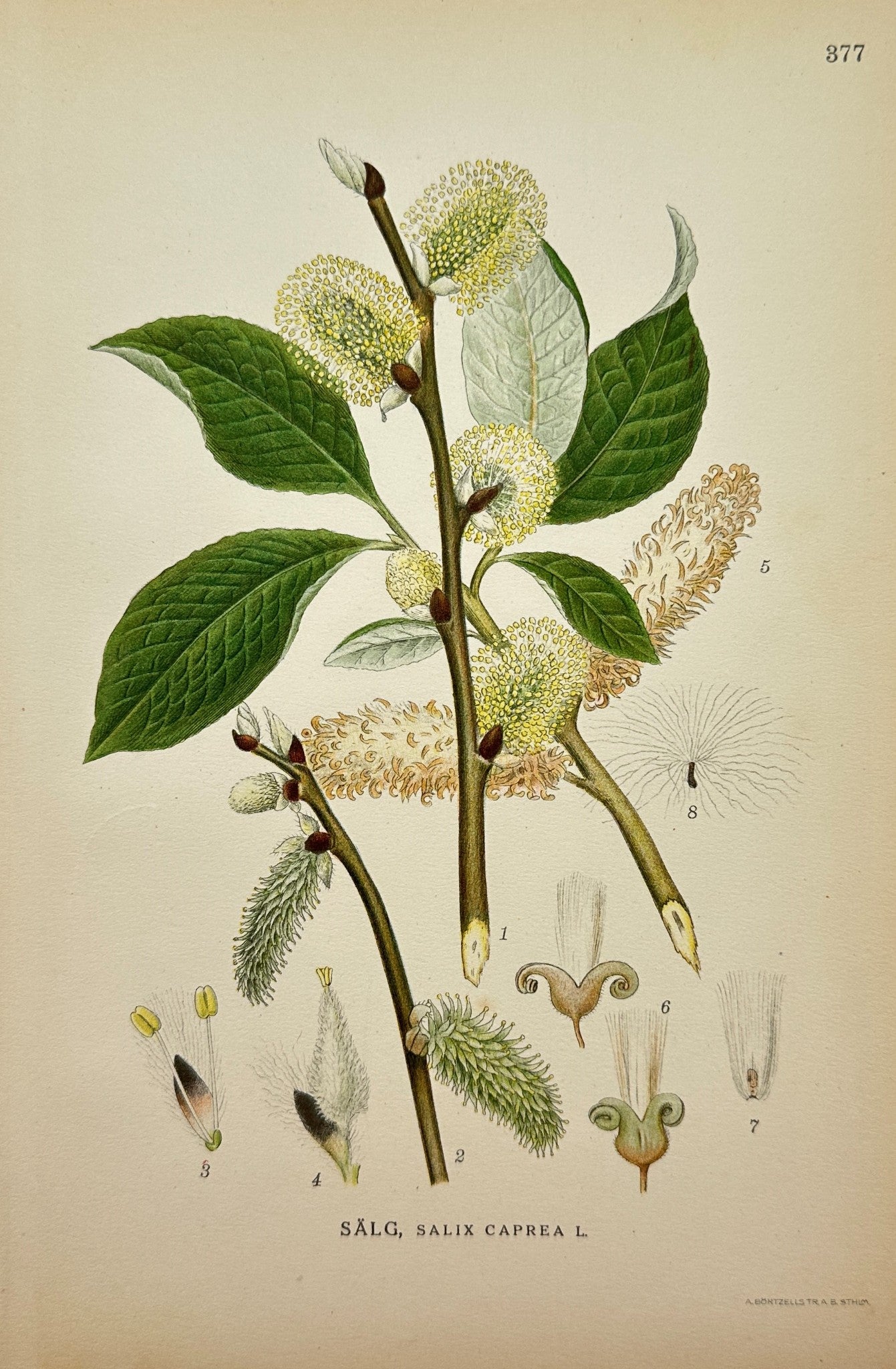 Antique Botanical Print - Carl Lindman - Salix Caprea - Goat Willow - F4