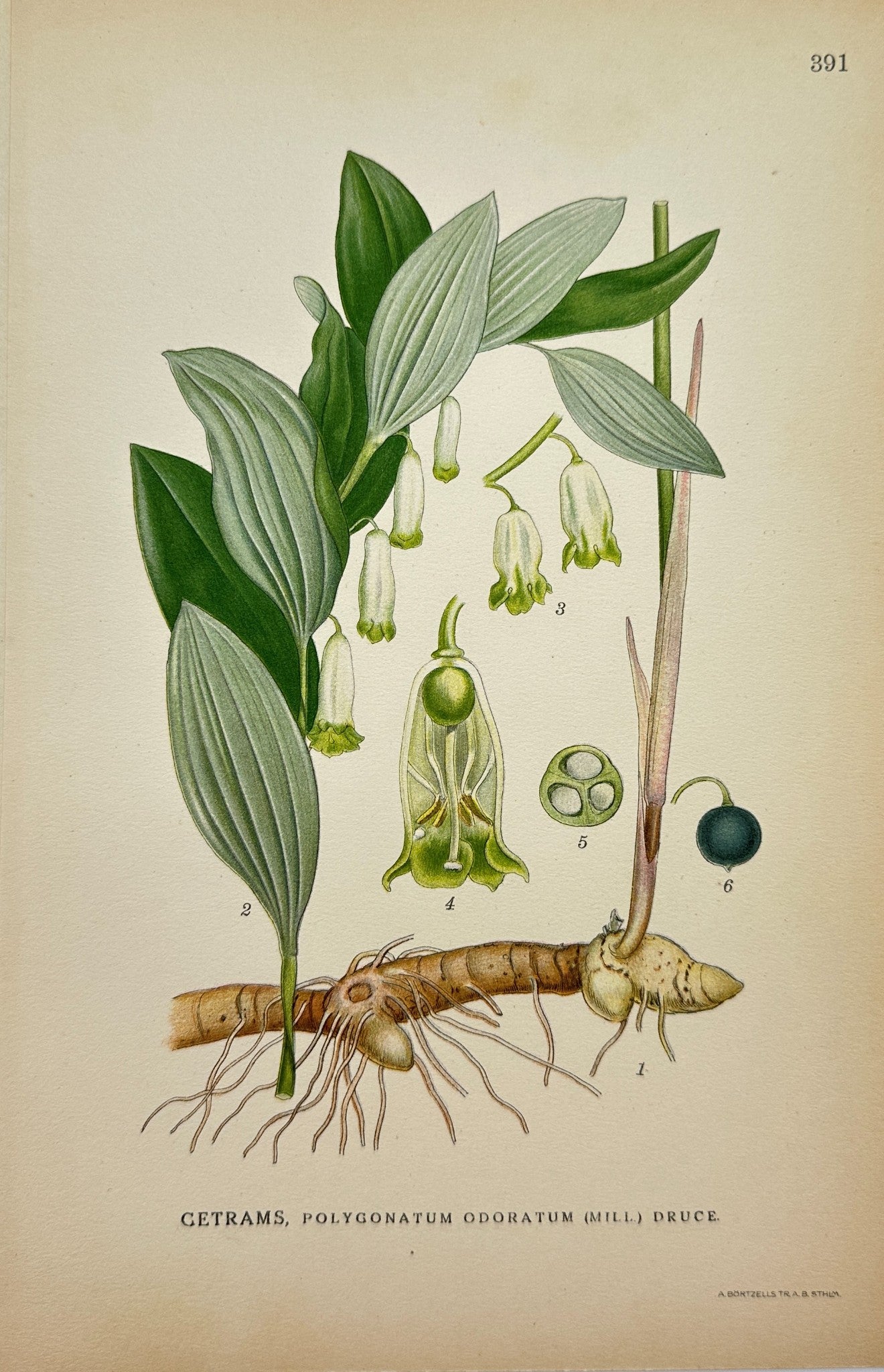 Antique Botanical Print - Carl Lindman - Polygonatum odoratum (Mill) Druce - F4