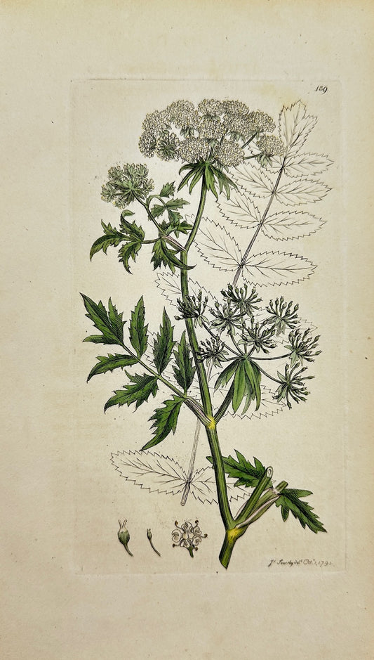 Antique Print - Sowerby - Sium Angustifolium - Narrow-leaved Water-parsnip - F1