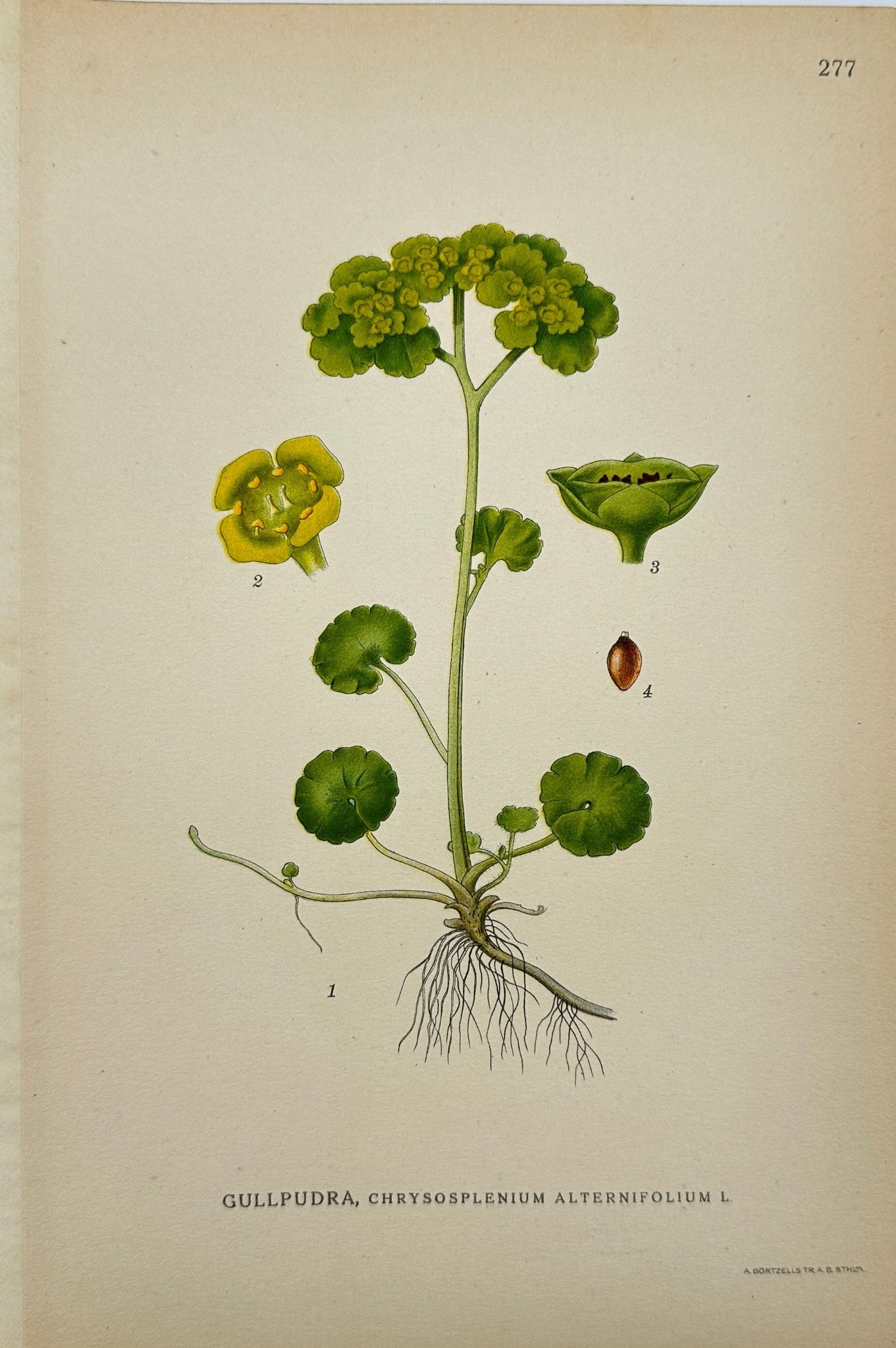 Antique Botanical Print - Carl Lindman - Alternate-Leaved Golden Saxifrage - F4