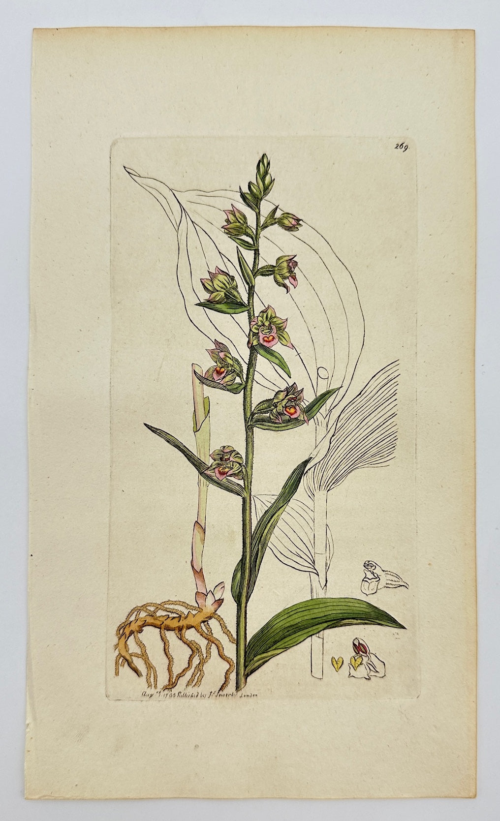 Antique Print - Sowerby - Serapias Latifolia - Wide-leaved Tongue-orchid - F1