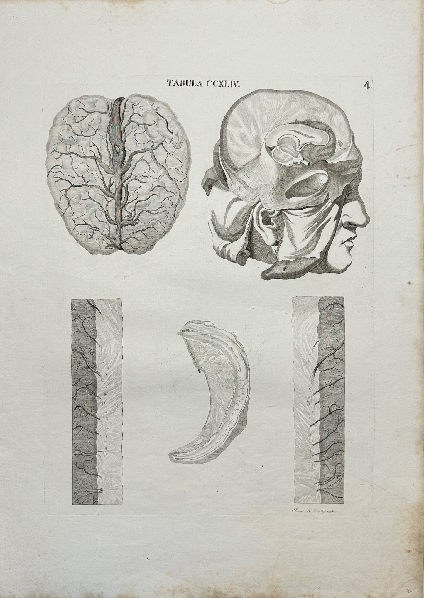 Original Antique Print - Antonio Caldani - Anatomy of the Human Brain - F4