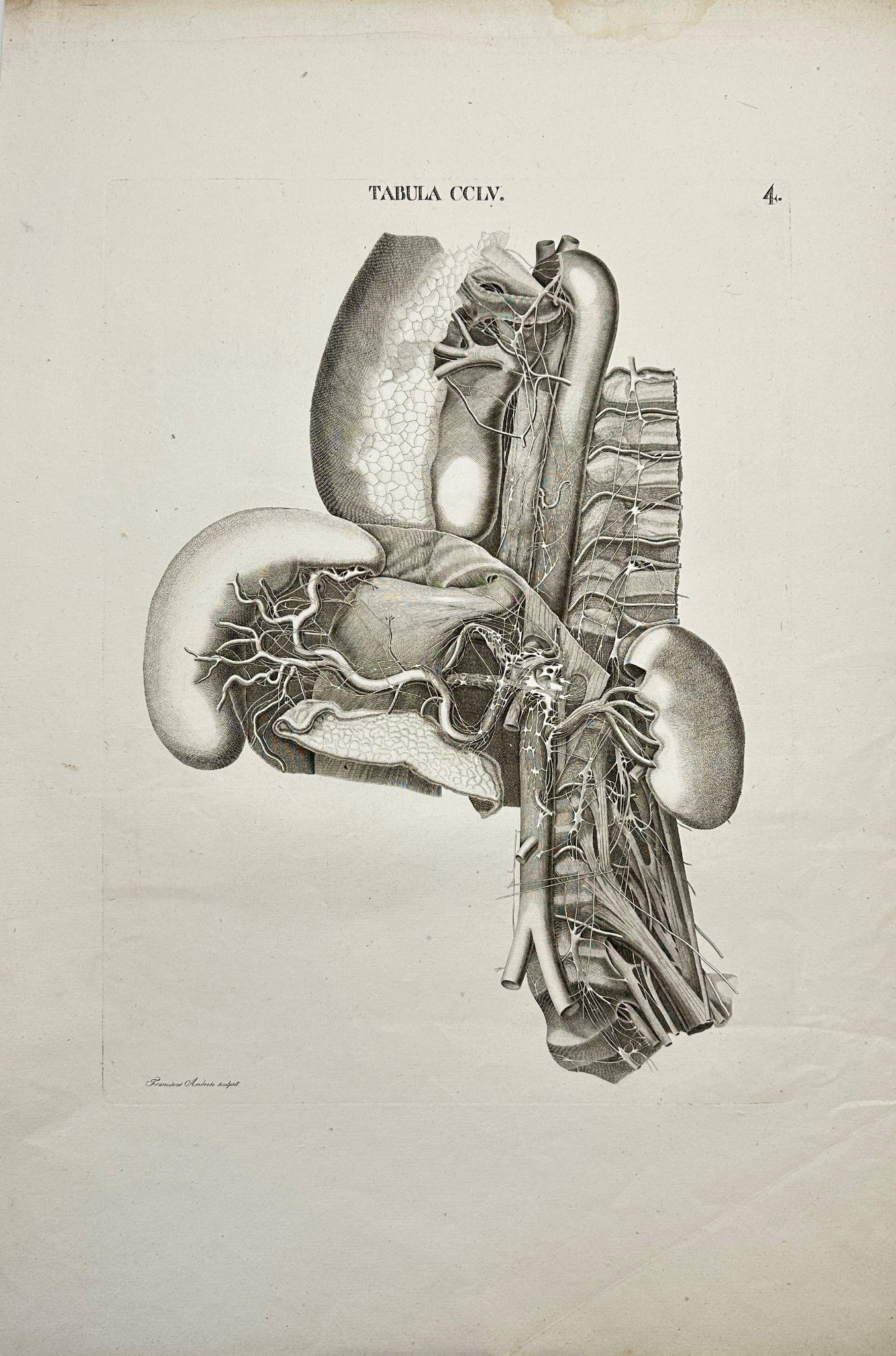 Anatomy Antique Print - Antonio Caldani - Nerves of the Chest and Abdomen - F4