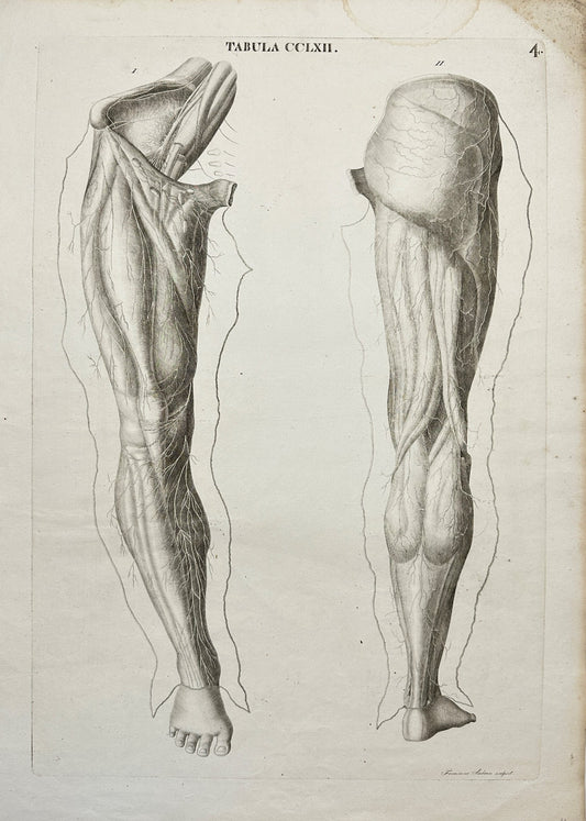 Anatomy Antique Print - Antonio Caldani - Calf Muscles of the Legs - F4