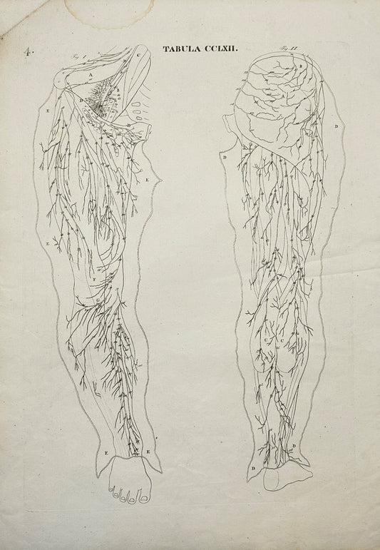 Anatomy Antique Print - Antonio Caldani - Lymphatic System of the Legs - F4