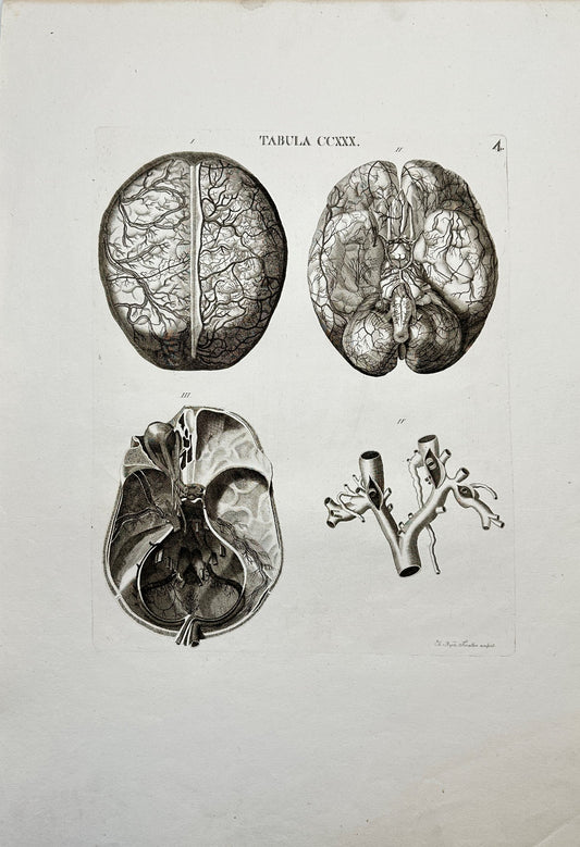 Anatomy Antique Print - Antonio Caldani - Cranial Nerves, Brain, Membranes - F4