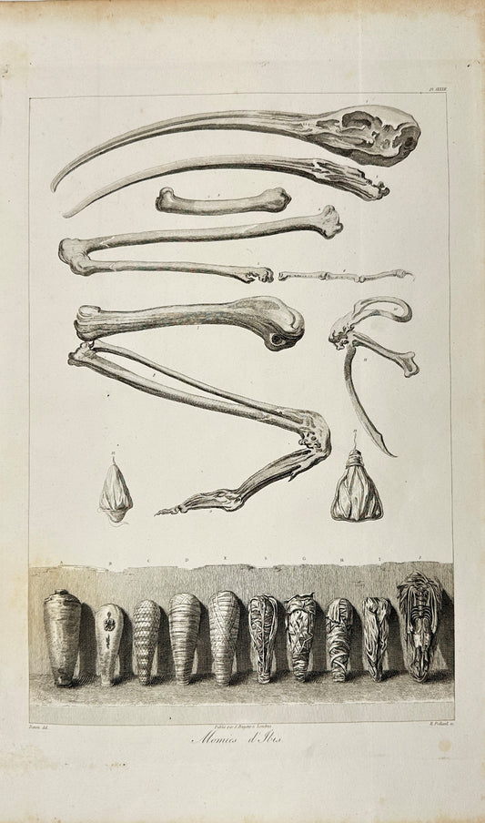 Original Antique Engraving - Dominique Vivant Denon - Remains of an Ibis - F3