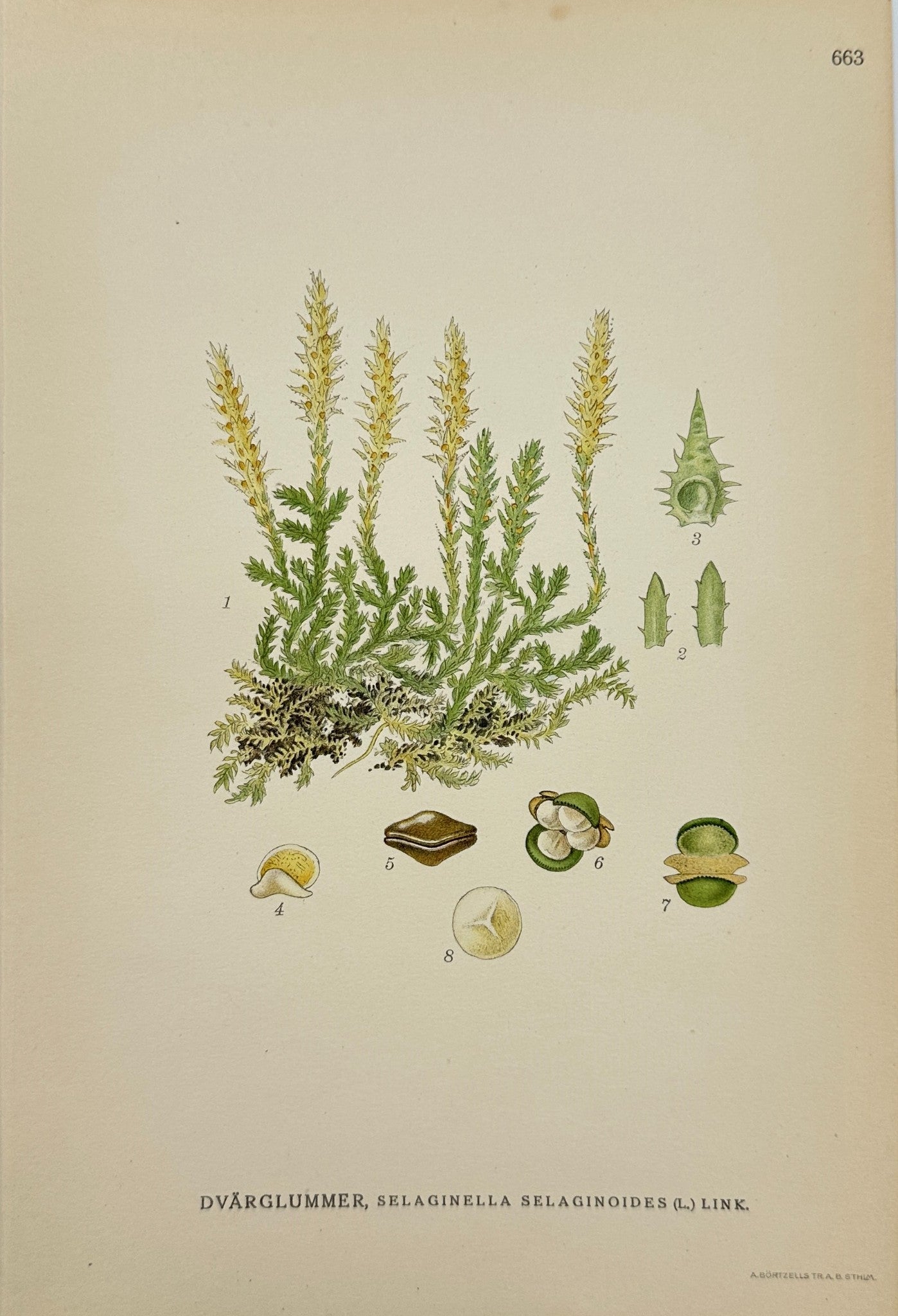 Antique Print - Carl Lindman - Lesser Clubmoss -  Selaginella Selaginoides - F4